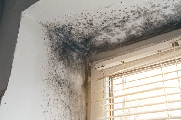 Affordable Mold Inspection And Testing solutions in Imler, PA